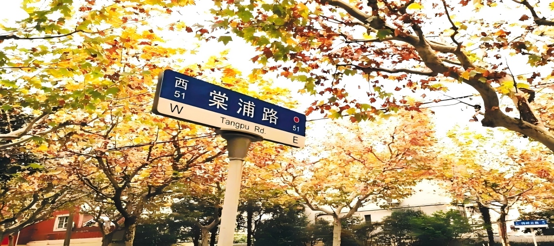 3条路段“落叶不扫”浪漫氛围感已拉满