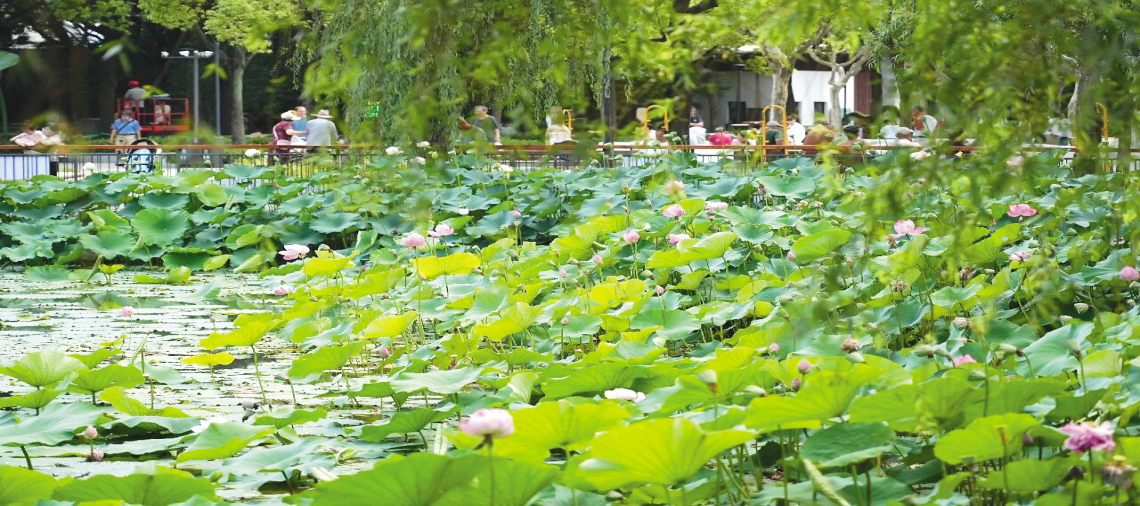 潮赏新荷 甘泉公园荷花展开幕，1000余株荷花、睡莲、碗莲等品种等你来