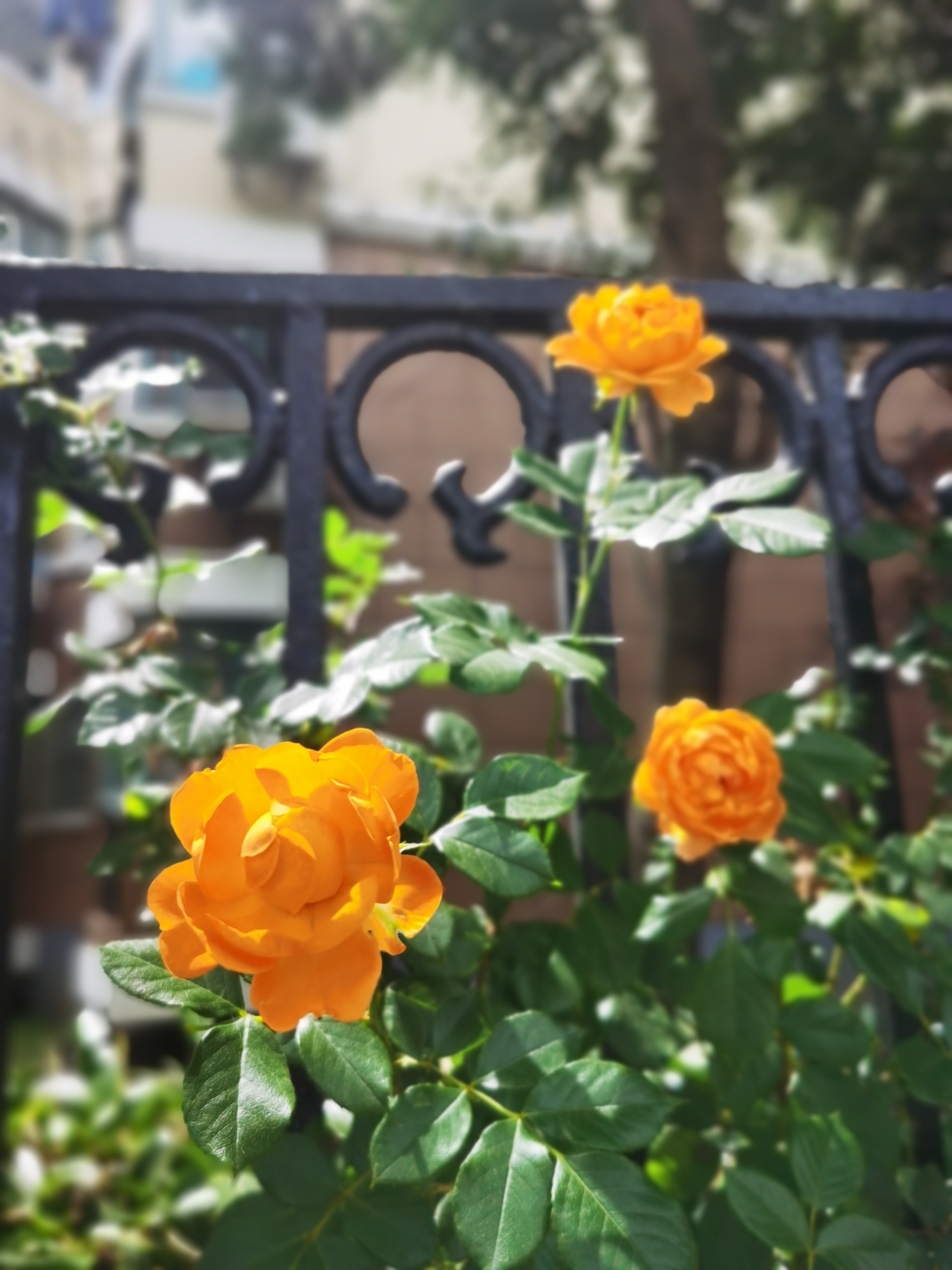 0531_142855_986.jpg 0531_142855_986.jpg