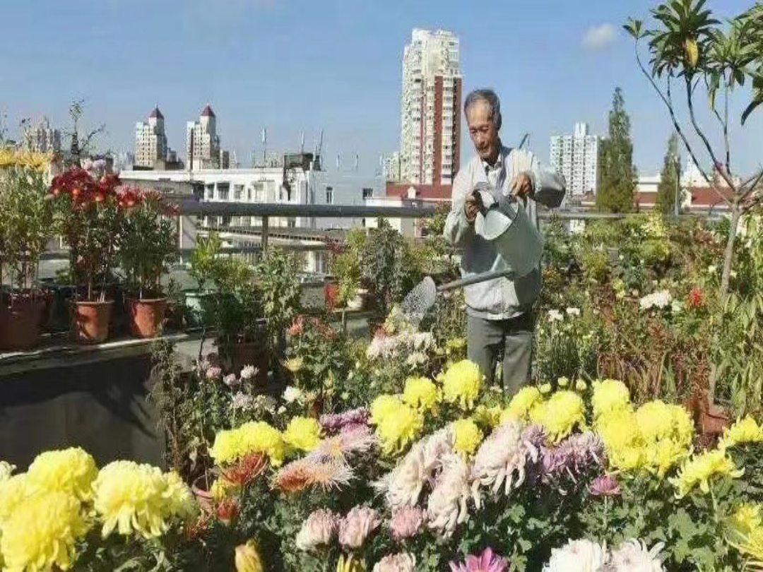 赵家花园菊花种植技艺